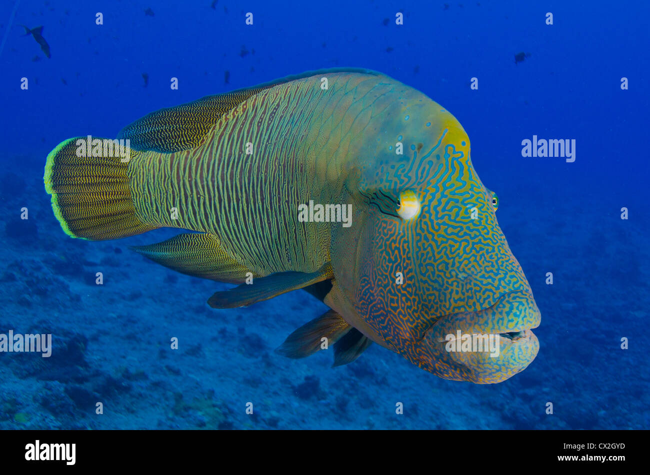 Unterwasser-Szene von Palau, Korallenriffe, Napoleon Kardinalfische, Fisch, blaues Wasser, klares Wasser, Tiefe, bunt, Farbe, tropischen Riff, Meer Stockfoto