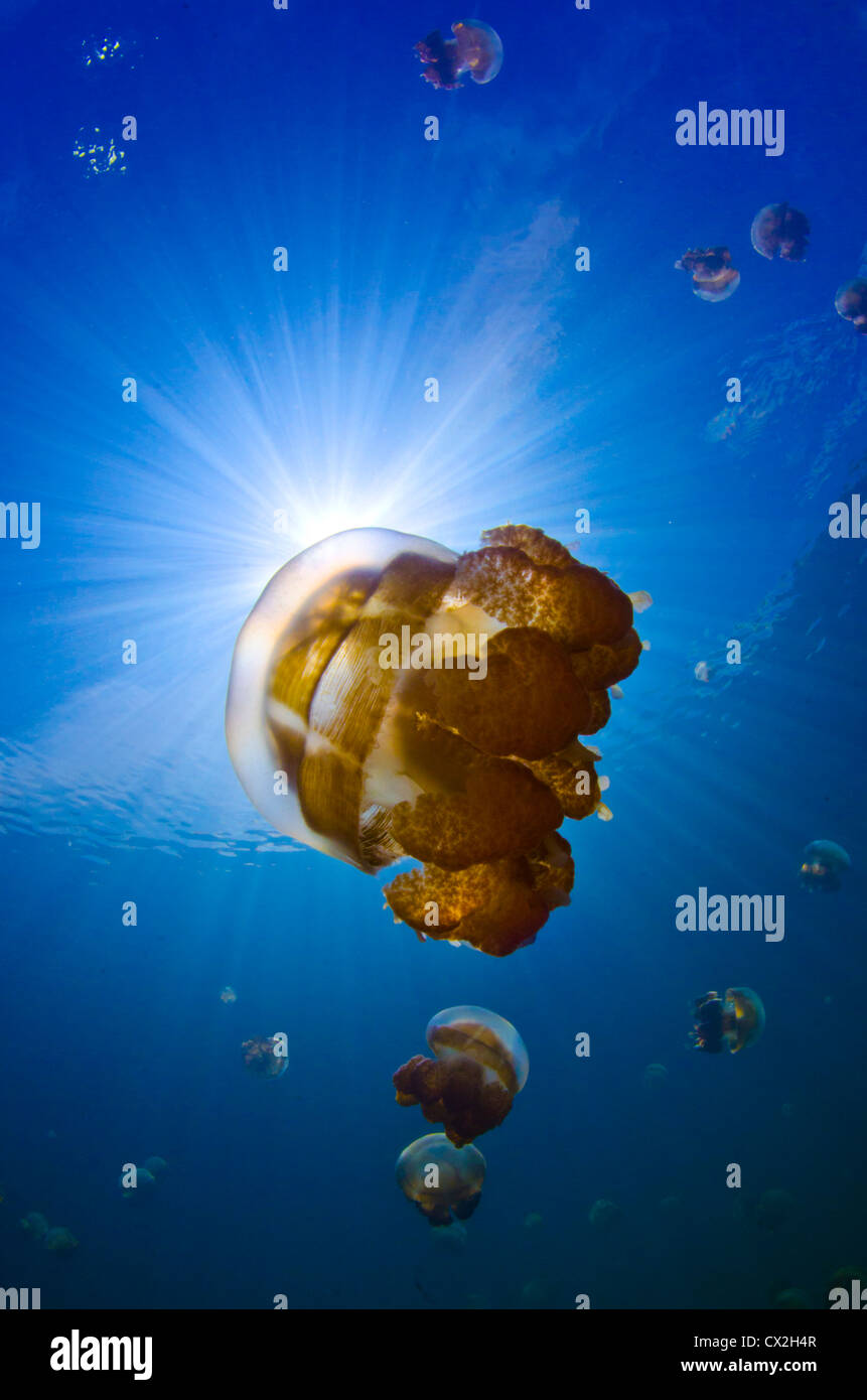 Unterwasser-Szene von Palau, Quallen See, blaues Wasser, klares Wasser, Sonnenstrahlen, Flachwasser, Schnorchel, See, Tauchen, Tauchen Stockfoto