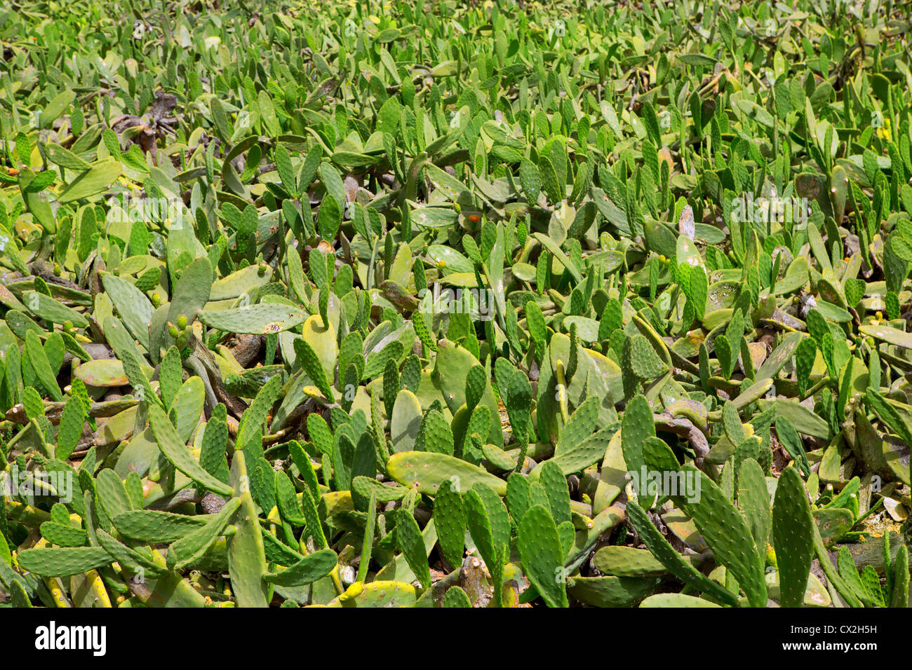 La Guatiza Nopal Kaktus Schildlaus Gartenfeld in Lanzarote Stockfoto
