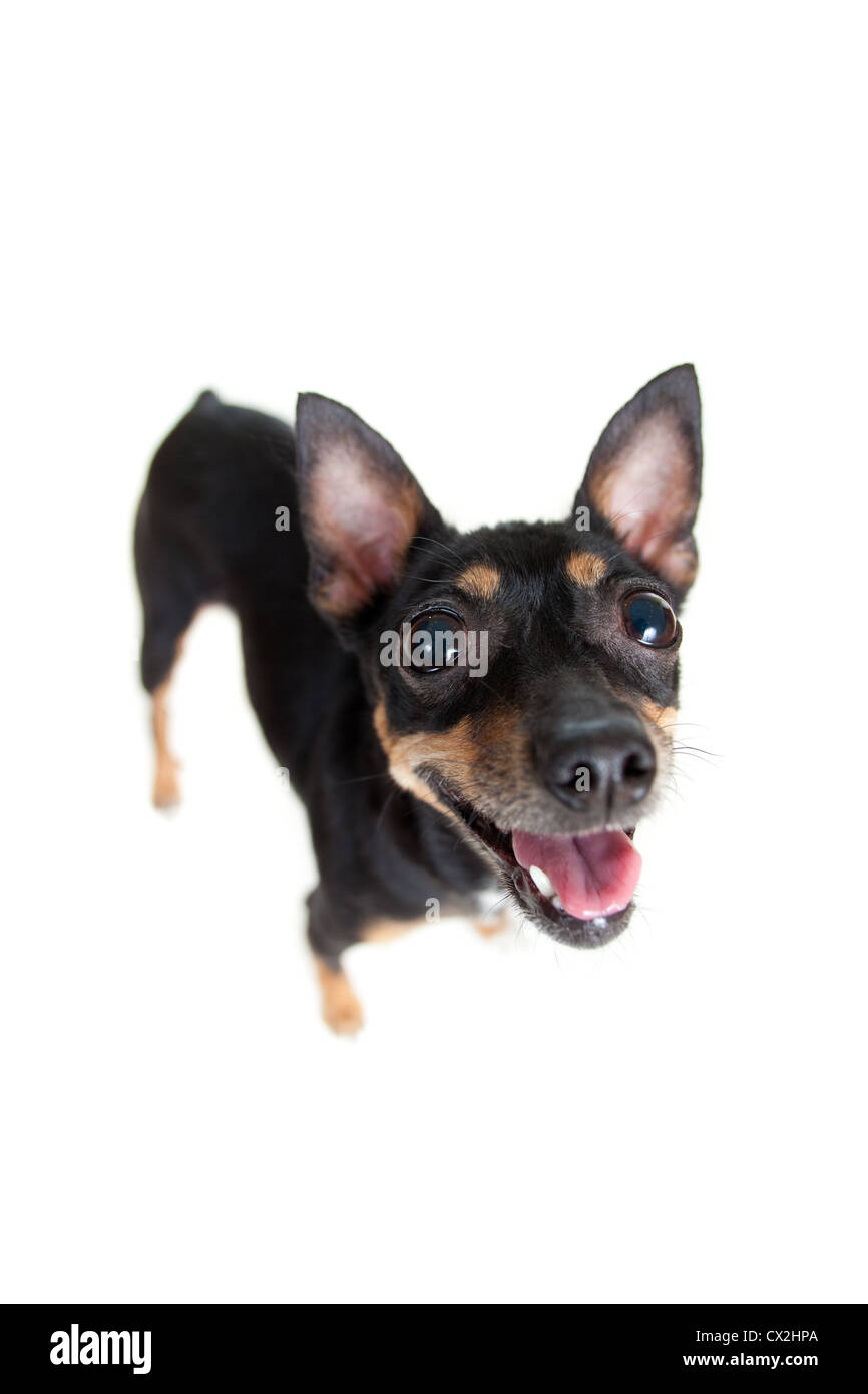stehende Toy Terrier Hund Draufsicht Weitwinkel-Objektiv geschossen Stockfoto