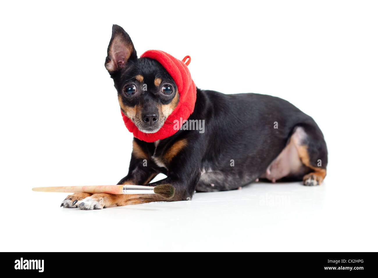 Toy Terrier Hund liegen im Künstler-Hut mit Malerei Pinsel Stockfoto