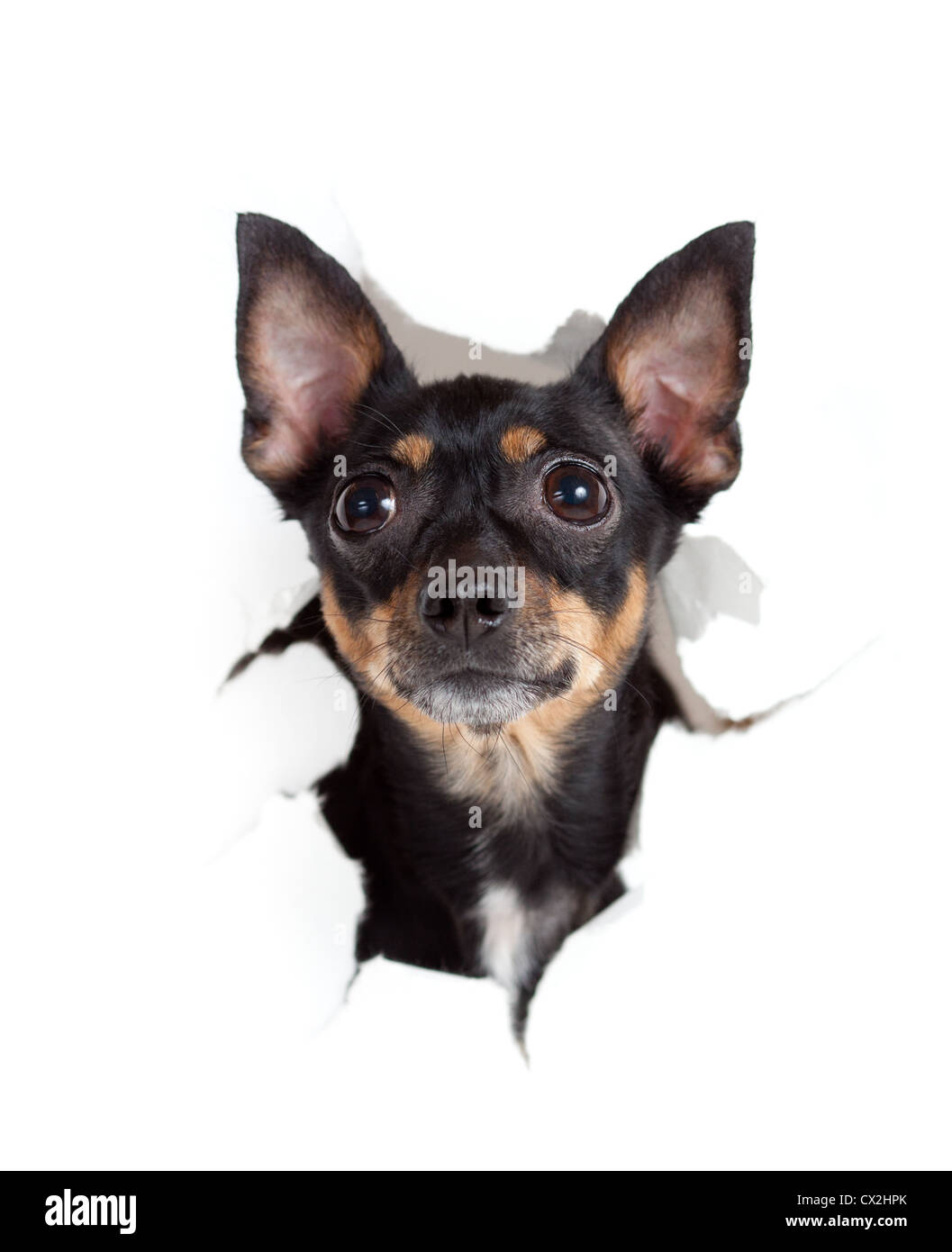 Toy Terrier Hund in Papier zerrissen Bohrung isoliert Stockfoto