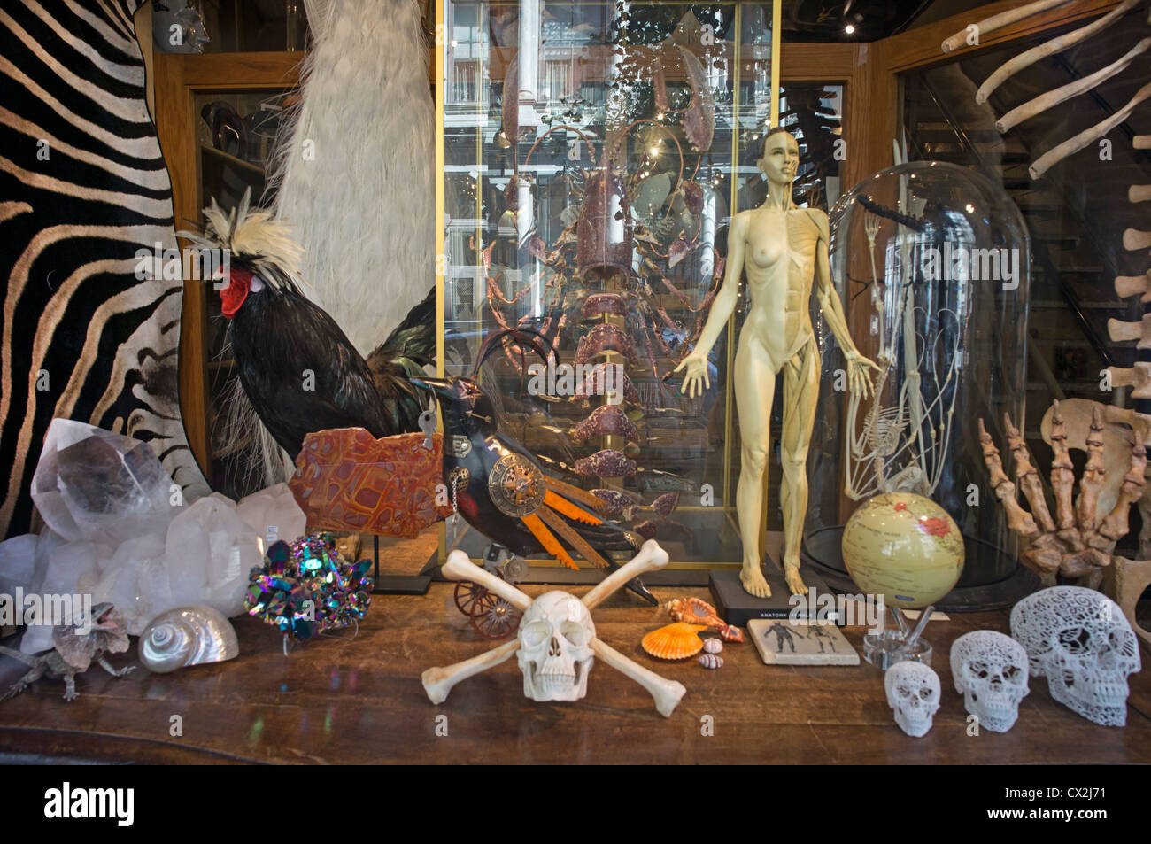 Der Evolution-laden in Spring Street Soho verkauft Schädel, Skelette, New York, USA, Stockfoto