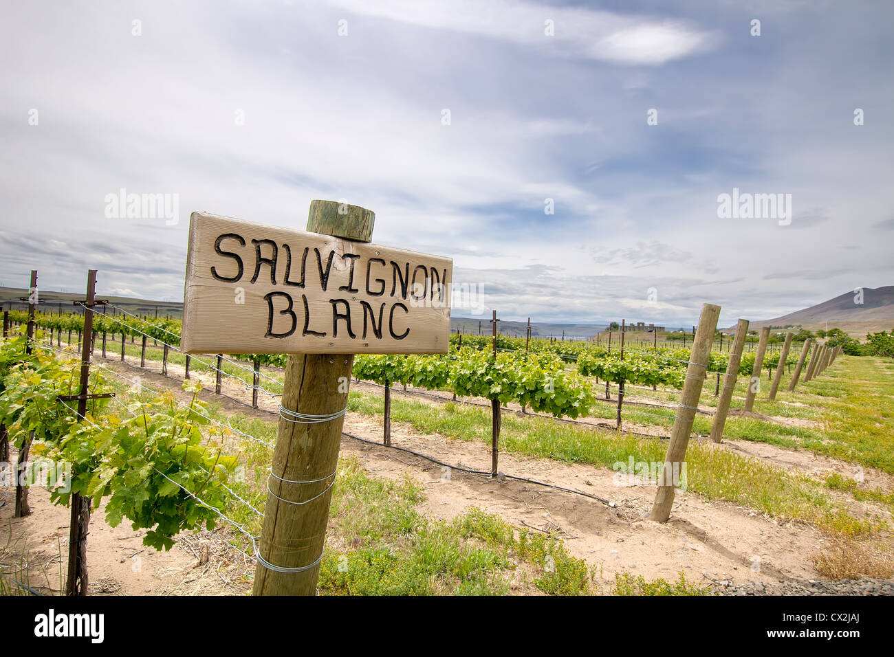 Sauvignon Blanc Trauben Pflanze wächst im Weinberg im US-Bundesstaat Washington Maryhill Stockfoto