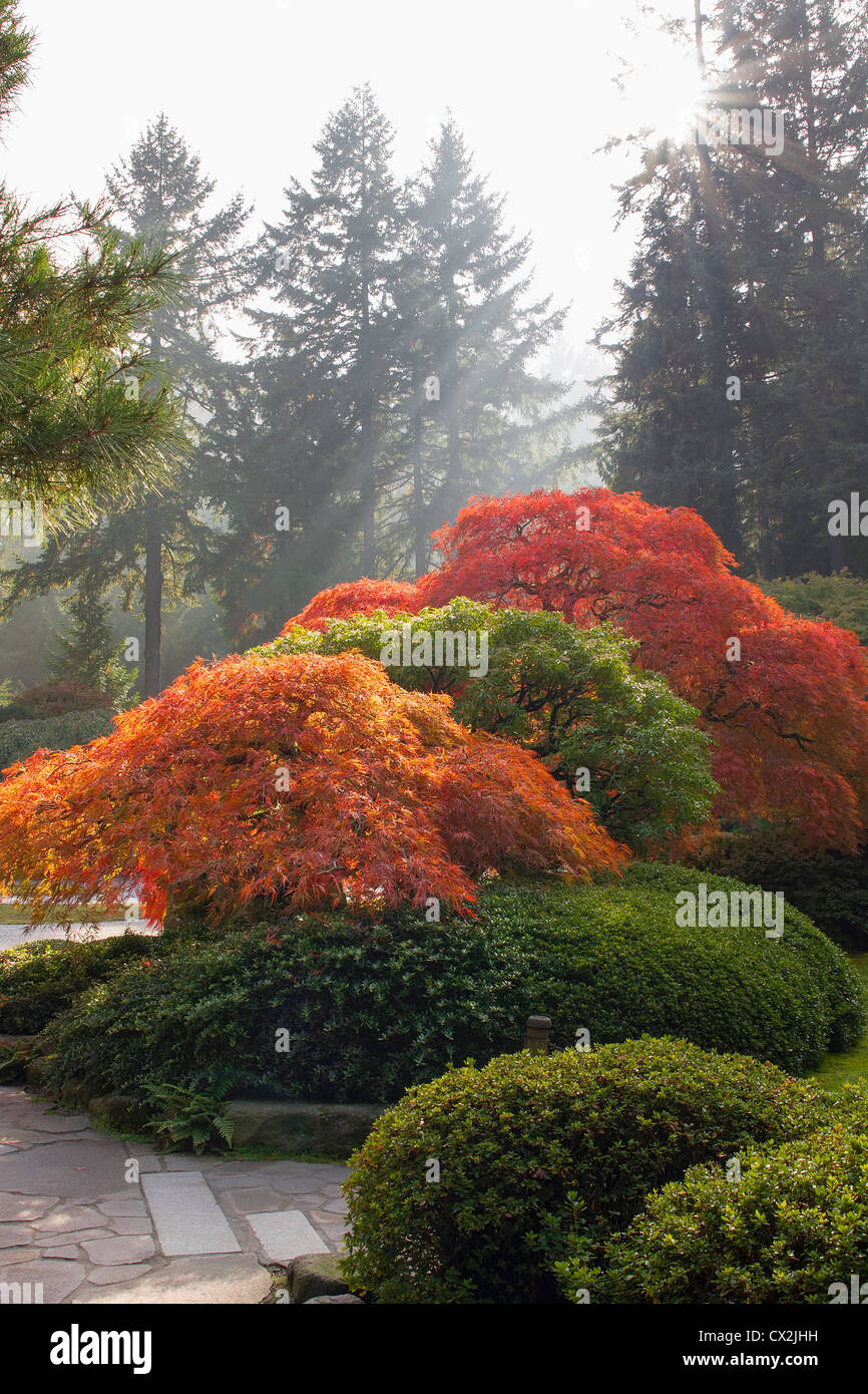 Japanischer Garten mit Spitze Blatt Ahornbäume und Sträucher im Herbst-Saison in Sonnenlicht getaucht. Stockfoto