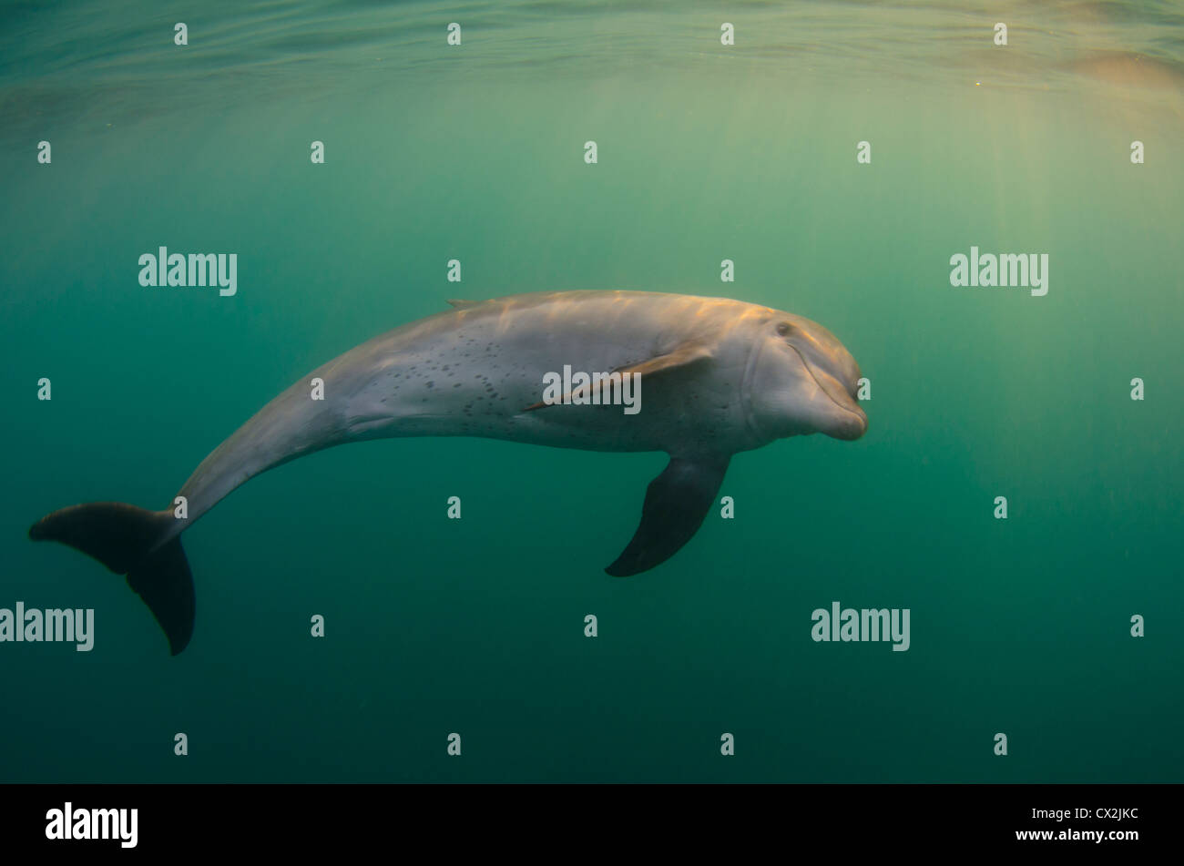 Delfine im Roten Meer, Ägypten, Unterwasser, Meerestiere, Korallenriff, Ozean, Tauchen, Tauchen, Wasser, Säugetier, Schnorchel, Meer, Unterwasserwelt Stockfoto