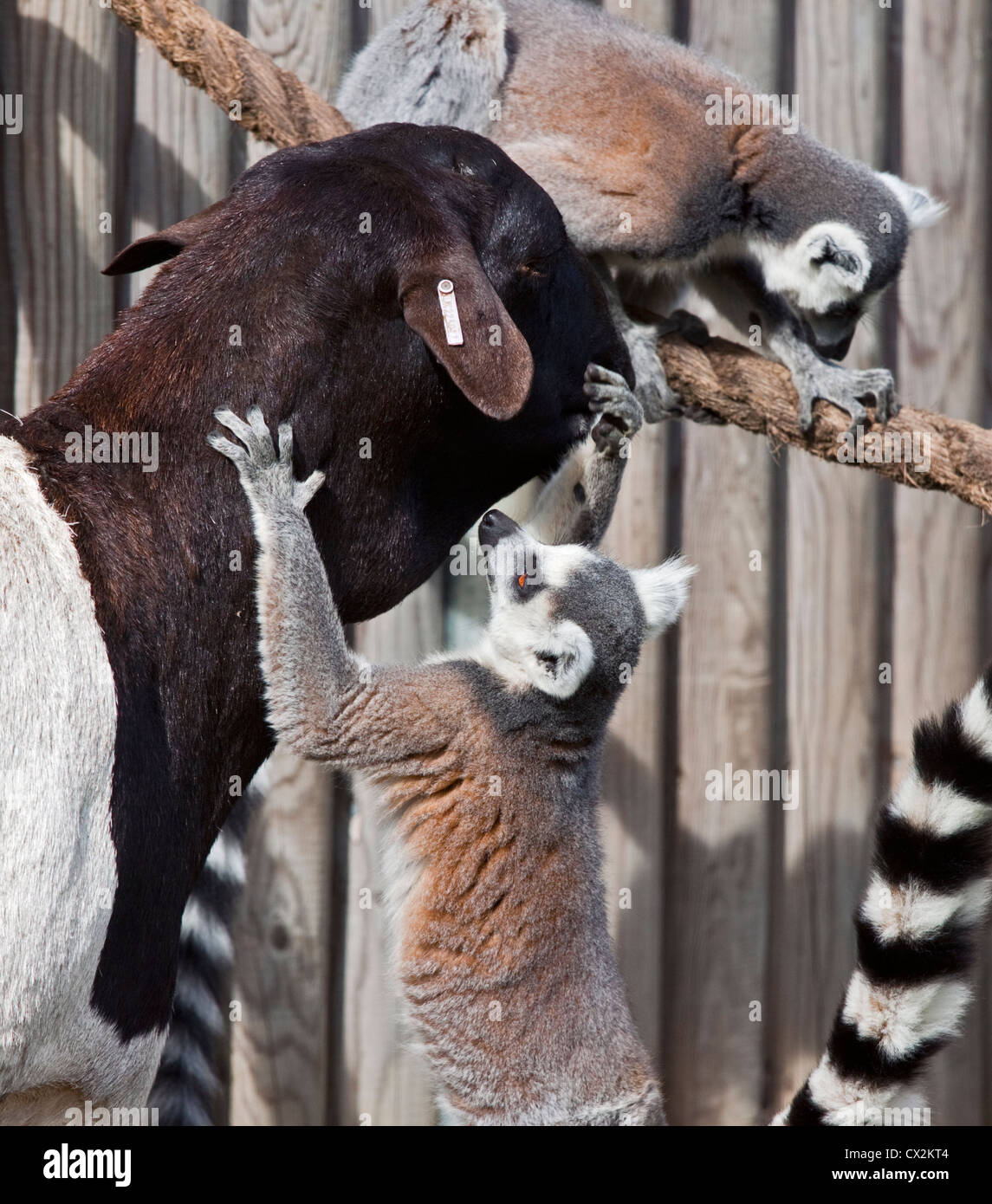 Ring Tailed Lemuren (Lemur Catta) spielen mit einem somalischen schwarz geleitet Schaf Stockfoto