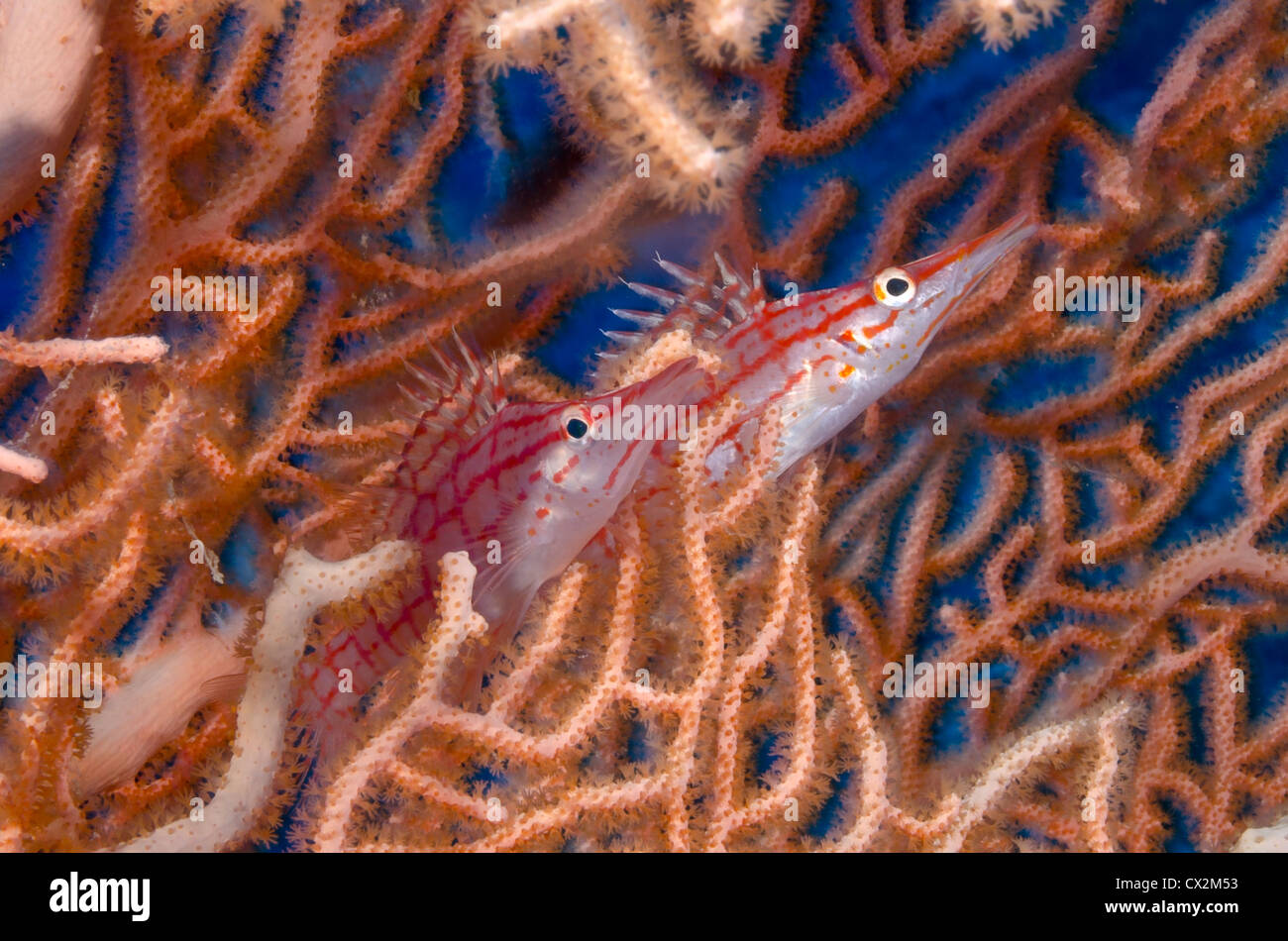Rotes Meer, Unterwasser, Korallenriff, Leben im Meer, Leben im Meer, Ozean, Tauchen, Urlaub, Wasser, Fisch, lange Nase Hawk Fisch, Ägypten Stockfoto