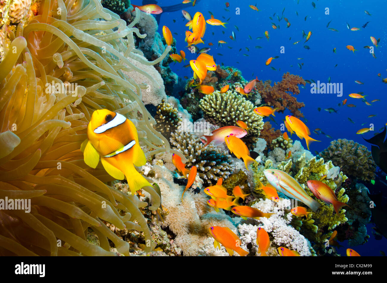Korallenriff, Rotes Meer, Ägypten, Unterwasser, Korallenriff, tropischen Riff, blaues Wasser, Fisch, Anemone, Ozean, Meer, Leben im Meer, klares Wasser Stockfoto