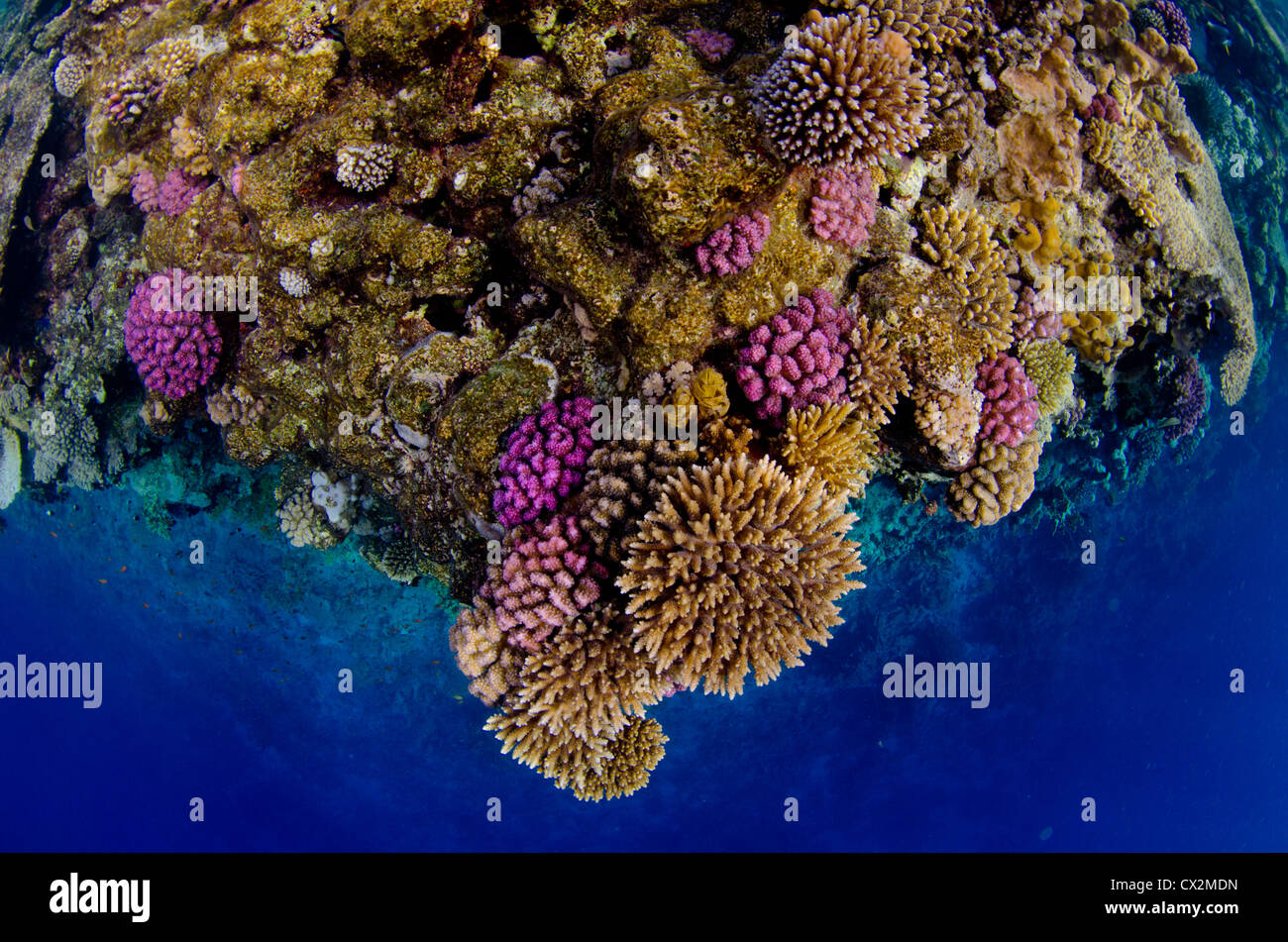 Coral-Riff mit Hartkorallen und Anthias Fischen im Roten Meer, Ägypten, Blauwasser, bunt, Koralle, Ozean, Meer, Korallenriff, Stockfoto