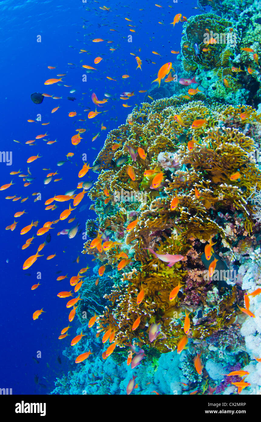 Coral Reef, Rotes Meer, Ägypten, seichten Korallenriff mit harten Korallen und Anthias Fischen im Roten Meer, Ägypten, tropischen Riff, Tauchen. Stockfoto