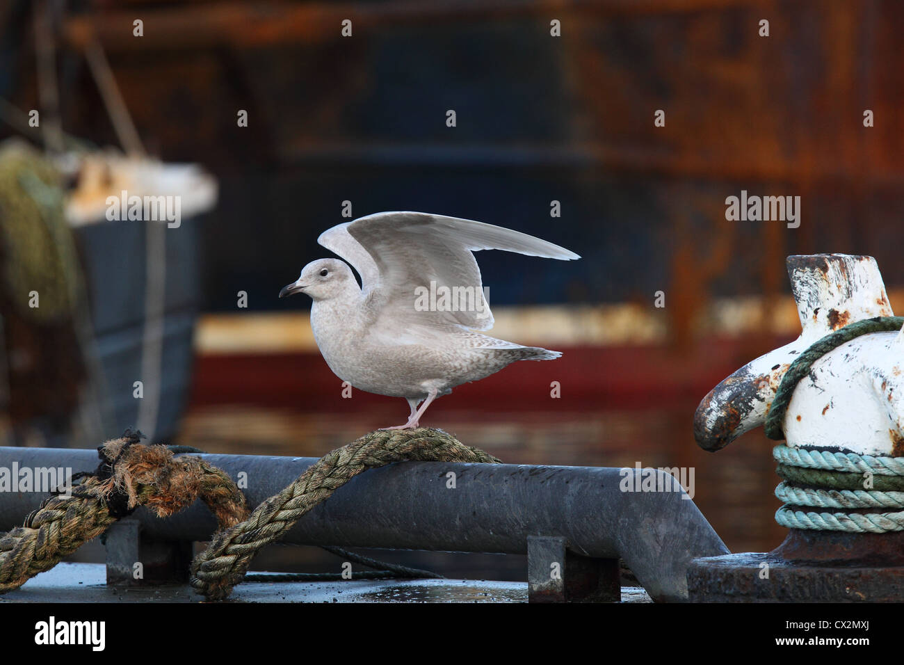 Erster winter Island Gull Larus Glaucoides, Shetland, Scotland, UK Stockfoto