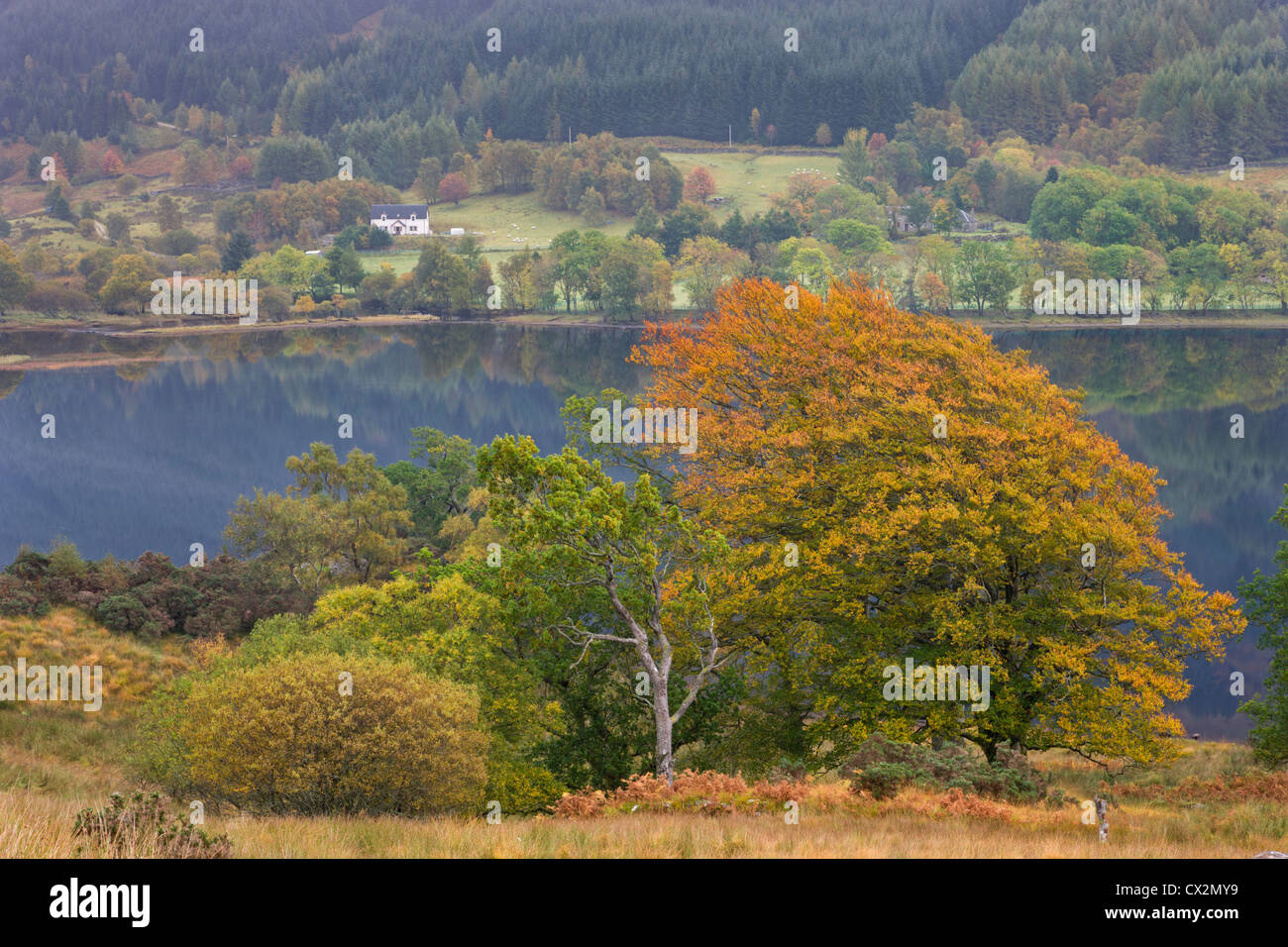 Herbstlaub über Loch Doine, Trossachs, Stirling, Schottland. Herbst (Oktober) 2010. Stockfoto