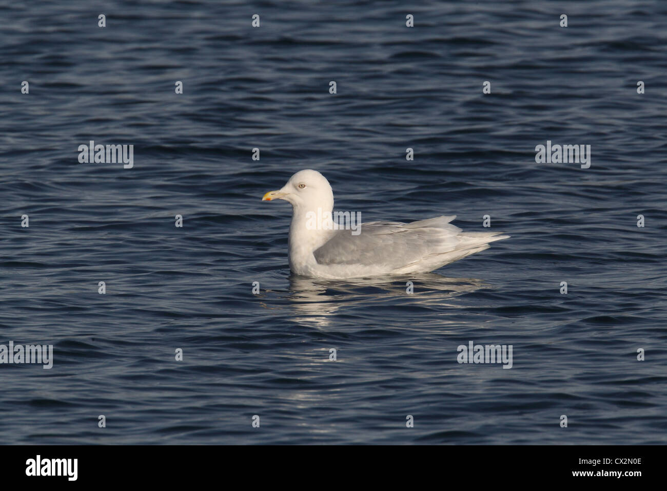 Adult Island Gull Larus Glaucoides, Shetland, Scotland, UK Stockfoto