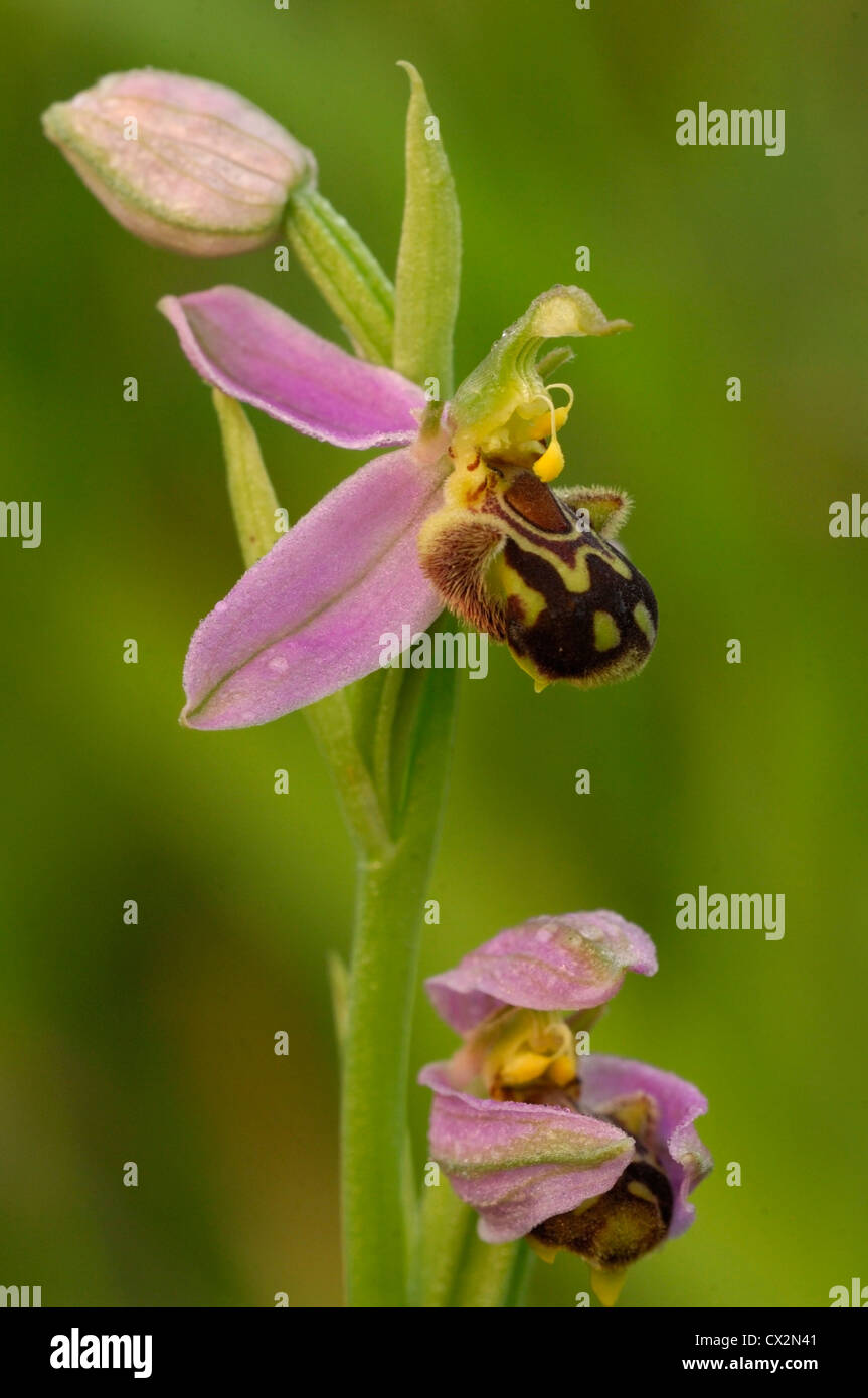 Biene Orchidee Ophrys Apifera Nahaufnahme von Blümchen mit Tautropfen und Biene imitiert Muster Stockfoto
