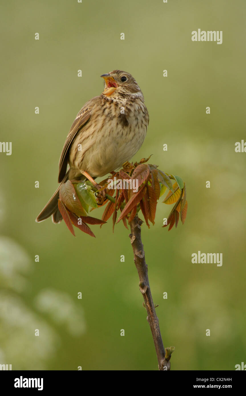 Corn Sie Bunting (Miliaria Calandra) singen von Baum Bäumchen, Suffolk, Mai Stockfoto