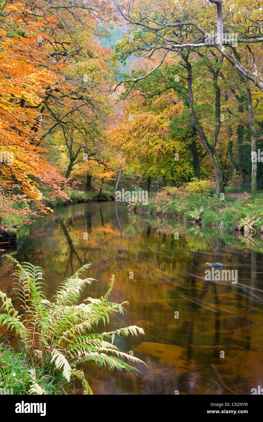 Wunderschöne Herbstfarben säumen das Ufer des Flusses Teign bei Fingle Bridge, Dartmoor National Park, Devon, England. Stockfoto