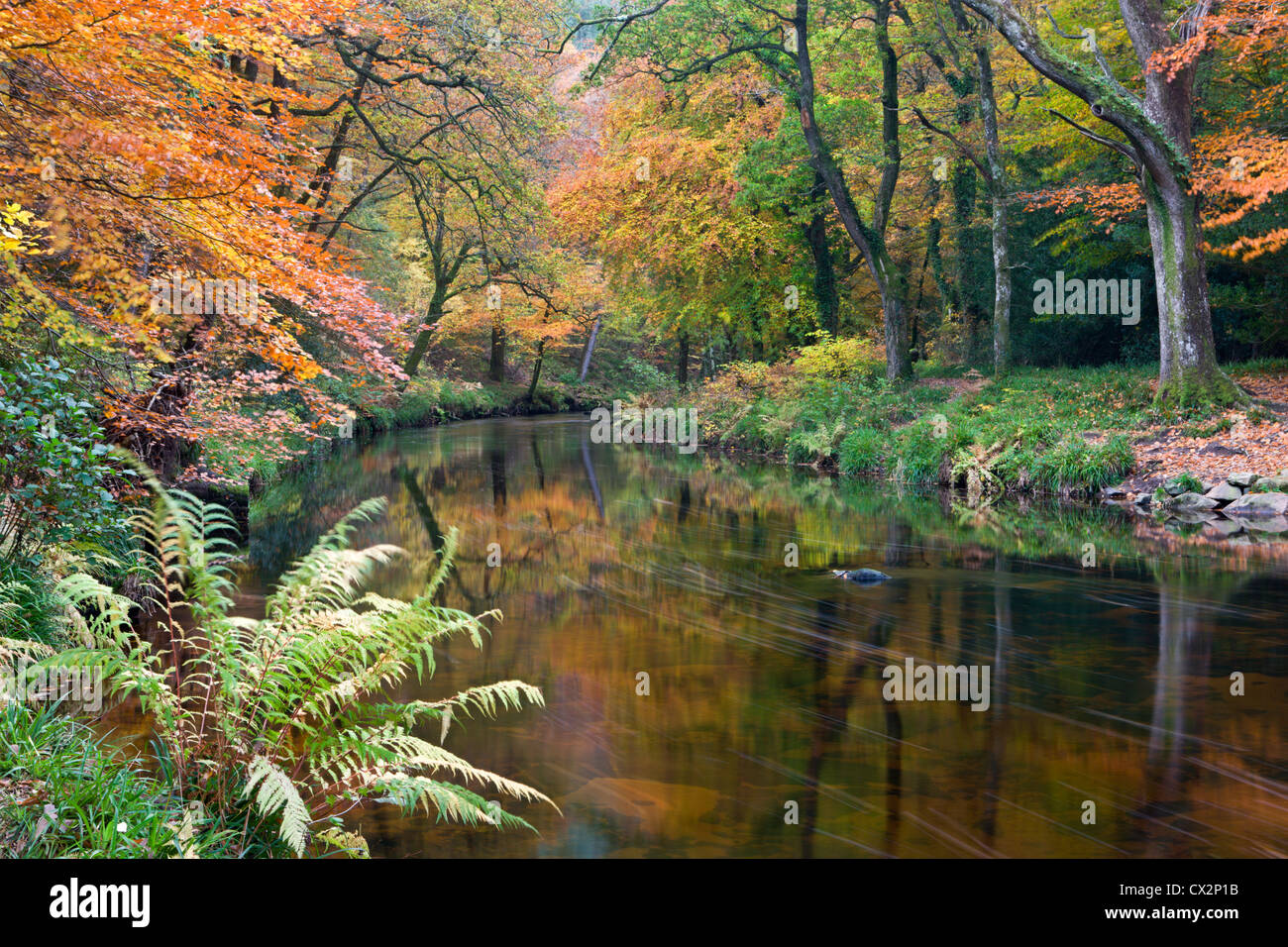 Der Fluß Teign umgeben von herbstlichen Laub, in der Nähe von Fingle Bridge im Dartmoor National Park, Devon, England. Stockfoto