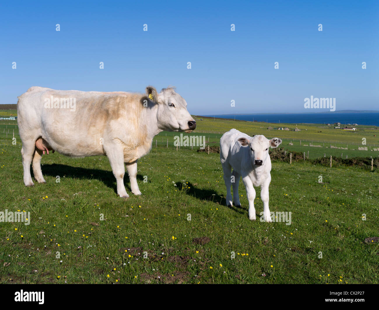 dh ANIMALS UK Charolais Cross Bred Kuh und Kalb im Feld Orhir Orkney uk Viehkühe Rinderfarm Stockfoto