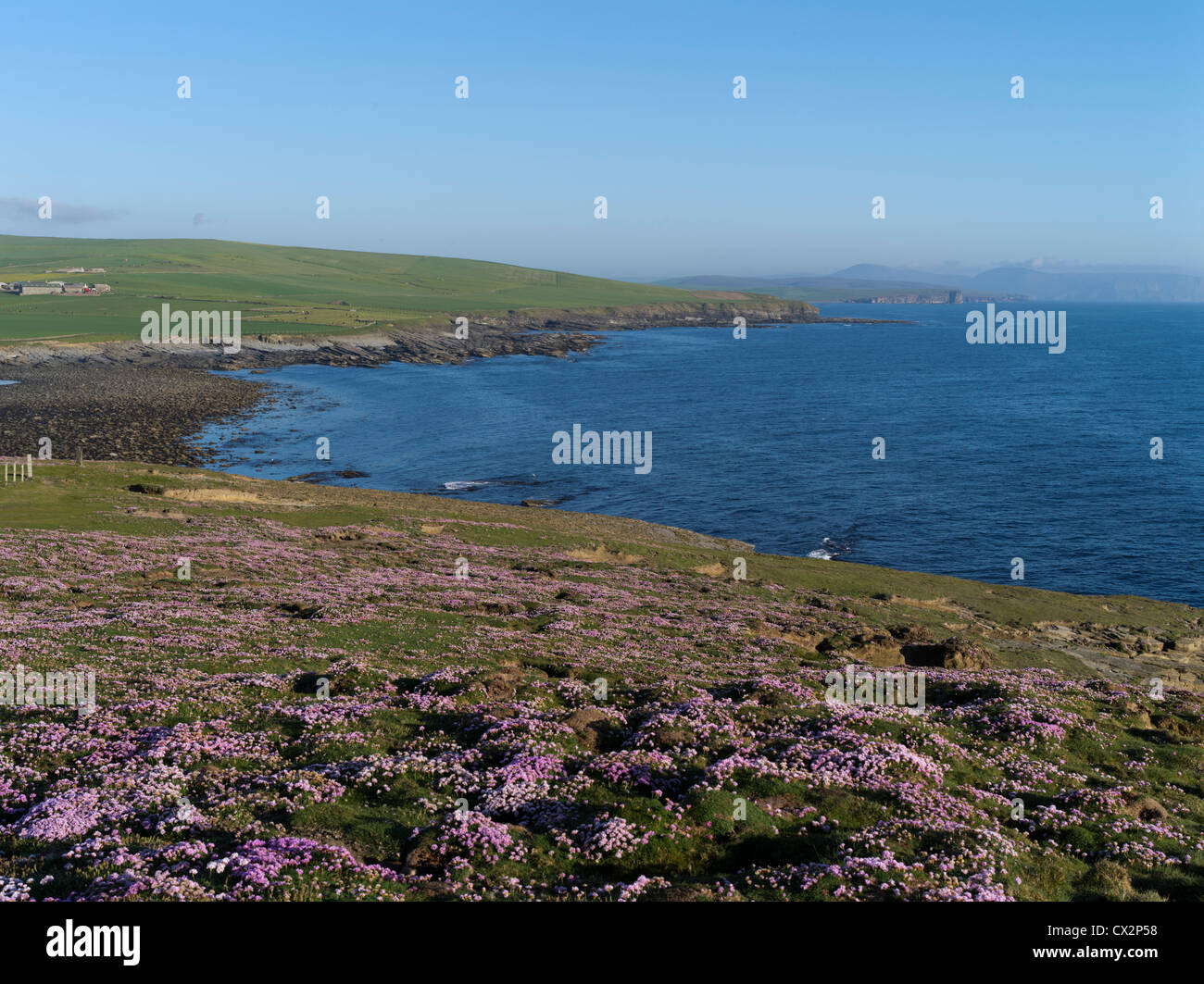 dh Marwick Head BIRSAY ORKNEY Sea Cliff Top Meer rosa Blumen Nord-Atlantik Küste Marwick Bay Stockfoto