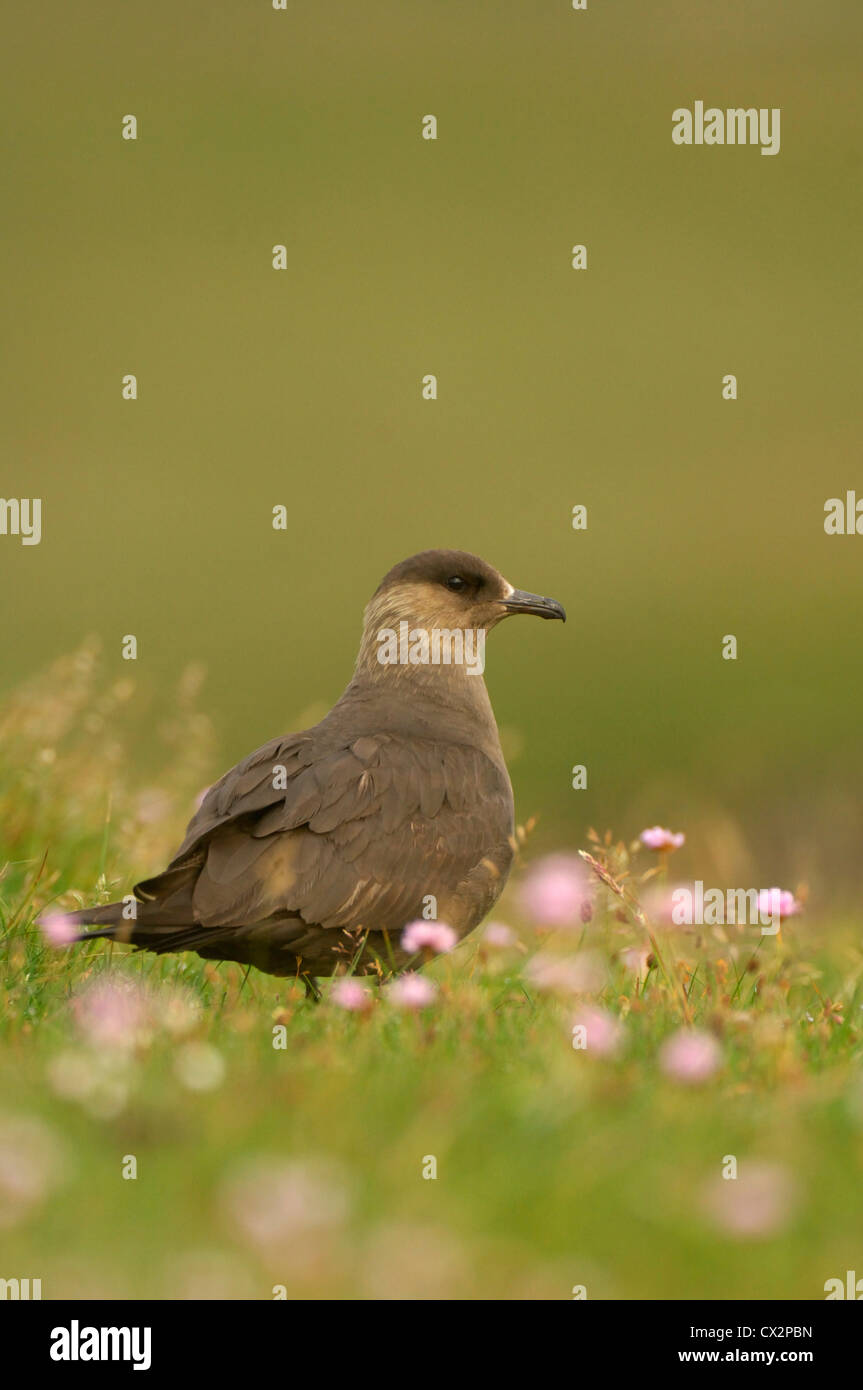 Arctic Skua (Stercorarius Parasiticus) blass Morph thront unter Meer Sparsamkeit Stockfoto