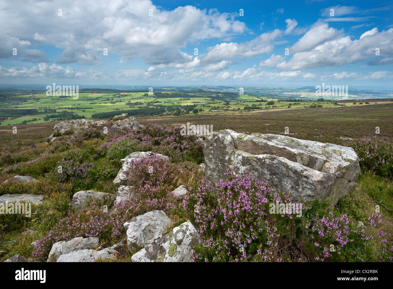 Blühende Heide auf dem Stiperstones Grat, Shropshire, England. (August) im Sommer 2012. Stockfoto