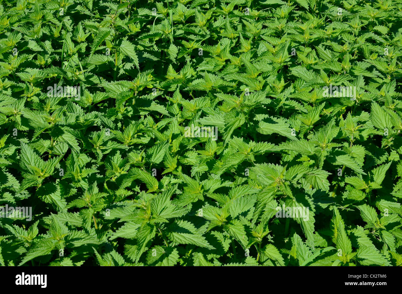 Bett von gemeinsamen Brennnessel/Urtica dioica. Nahrungssuche und Speisen auf der wilden Konzept. Schmerzhafte Stachel Konzept, das Bett von Brennnesseln. Stockfoto