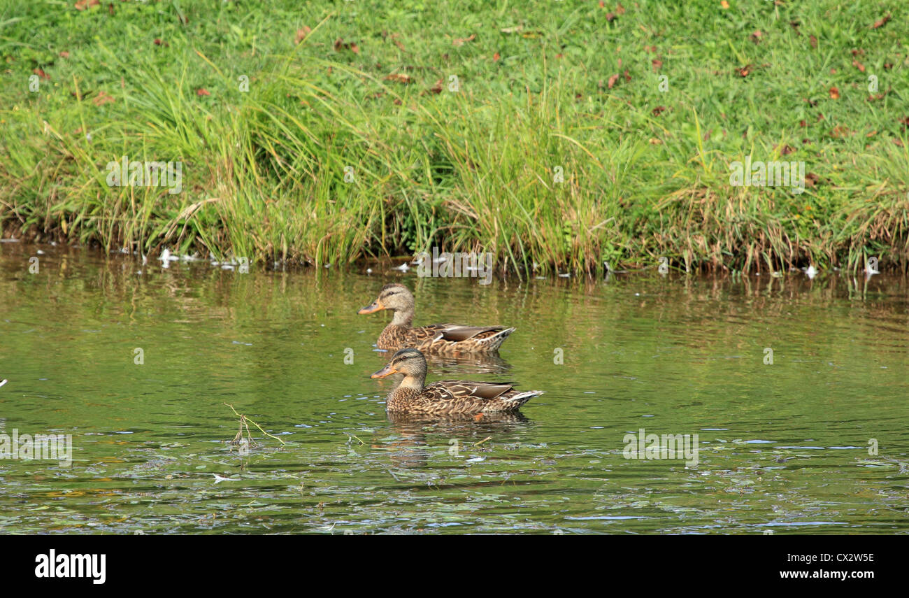 Zwei Stockente Hennen in einem Teich schwimmen. Stockfoto