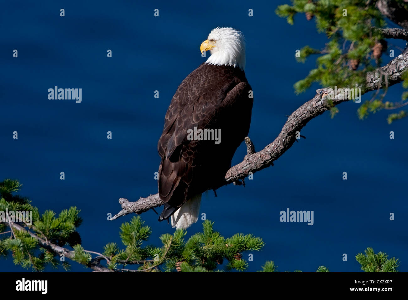 Weißkopfseeadler Haliaeetus Leucocephalus thront auf einem Ast in der Nähe von seinem Nest, mit Blick auf den Ozean auf Denman Island, BC, Kanada im Juli Stockfoto