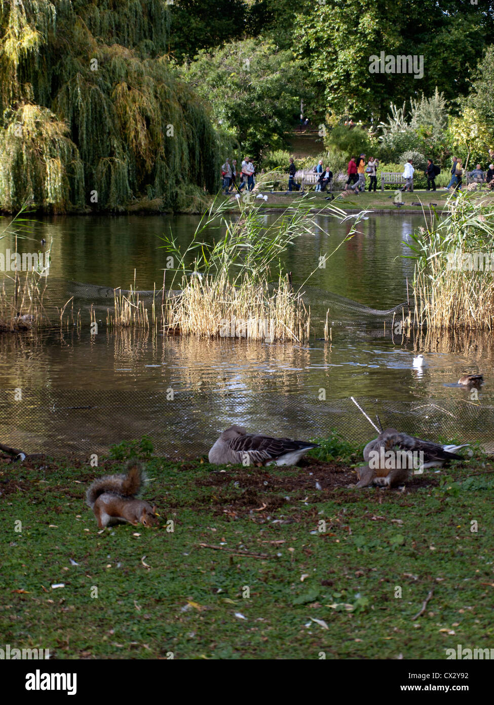 Eichhörnchen und Enten im St. James Park, City of Westminster, London, England, Vereinigtes Königreich Stockfoto