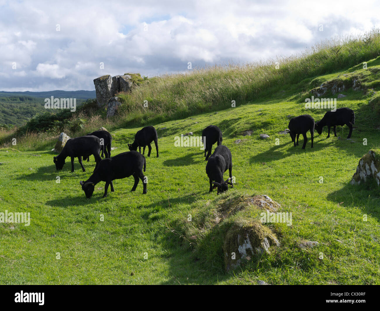 dh Kilmartin Glen DUNADD ARGYLL schwarzes Schaf Herde Dunadd Burgberg Crag Fort Dalriada Stockfoto