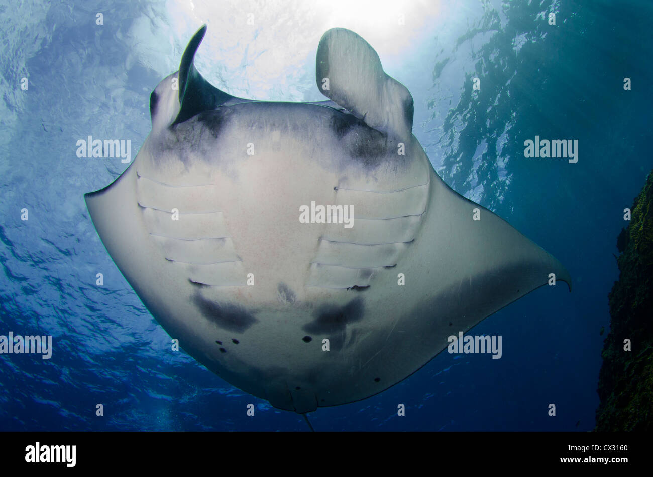 Manta Ray in Komodo, Indonesien, Scuba, Tauchen, Meer, Meer, Wasser, Tiefe, blaue Wasser, unter Wasser, Unterwasser, marine Life, riesige Stockfoto