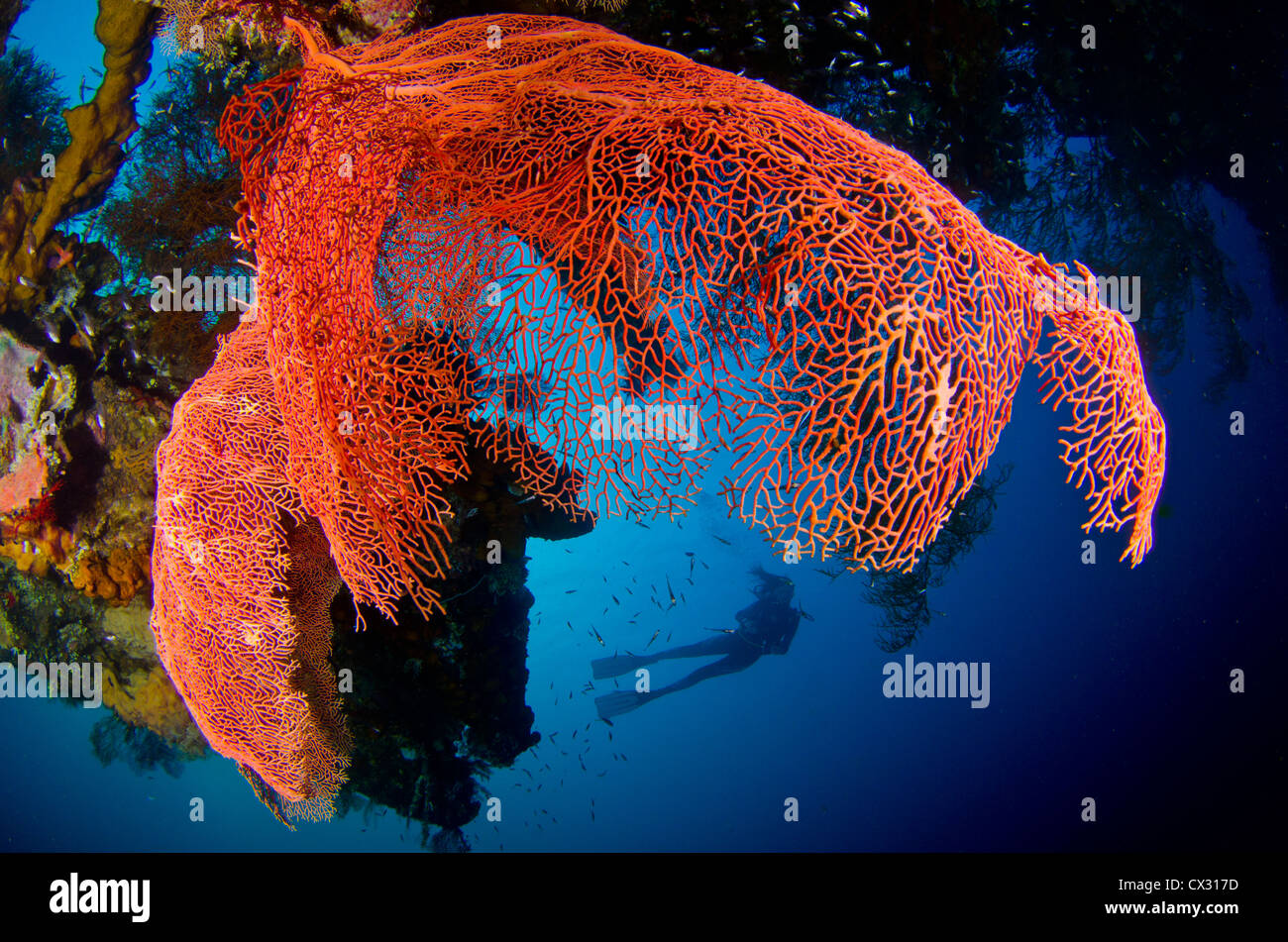 Unterwasser Sealife, Tulamben, Indonesien, Bali, Liberty Wrack, Taucher, Silhouette, Wracks, Korallen, bunte, Gorgonien, Gorgonien. Stockfoto