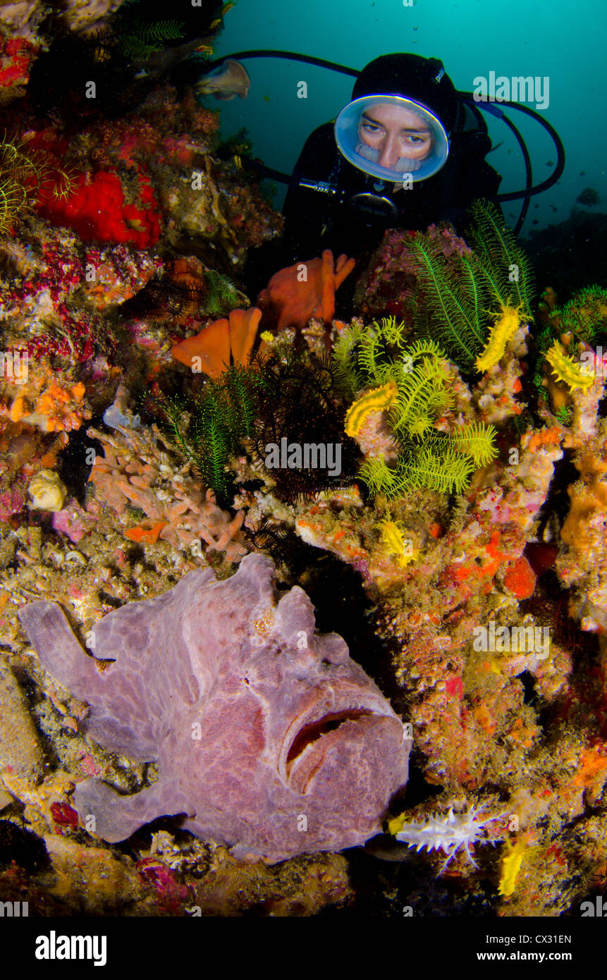 Anglerfisch und Taucher in Komodo, Indonesien, Unterwasser Meerestiere, Korallenriff, Scuba, Tauchen, Meer, Meer, Tarnung, marine l Stockfoto