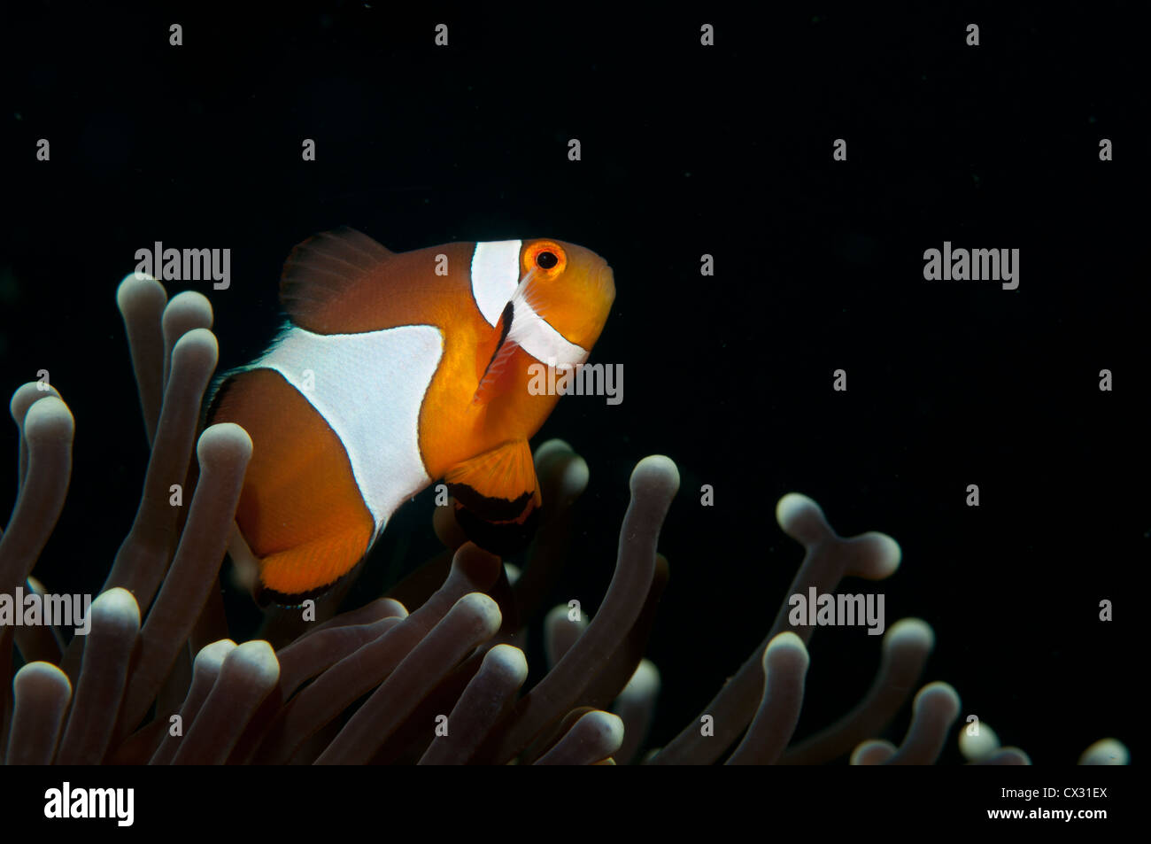 Zwischendecke Clownfisch Amphiprion Ocellaris, in einem prächtigen Anemone, Heteractis Magnifica, "Komodo National Park, Nusa Tenggara Stockfoto