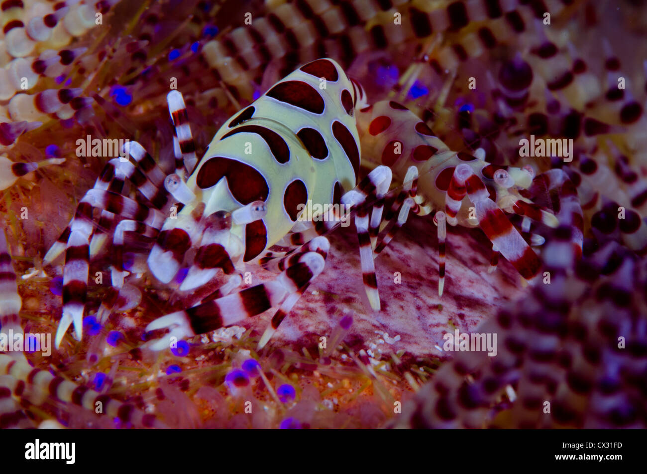 Coleman Garnelen in Komodo, Indonesien, Unterwasser, Unterwasserwelt, bunt, Farbe, Ozean, Meer, Tauchen, Tauchen, Korallenriff. Stockfoto