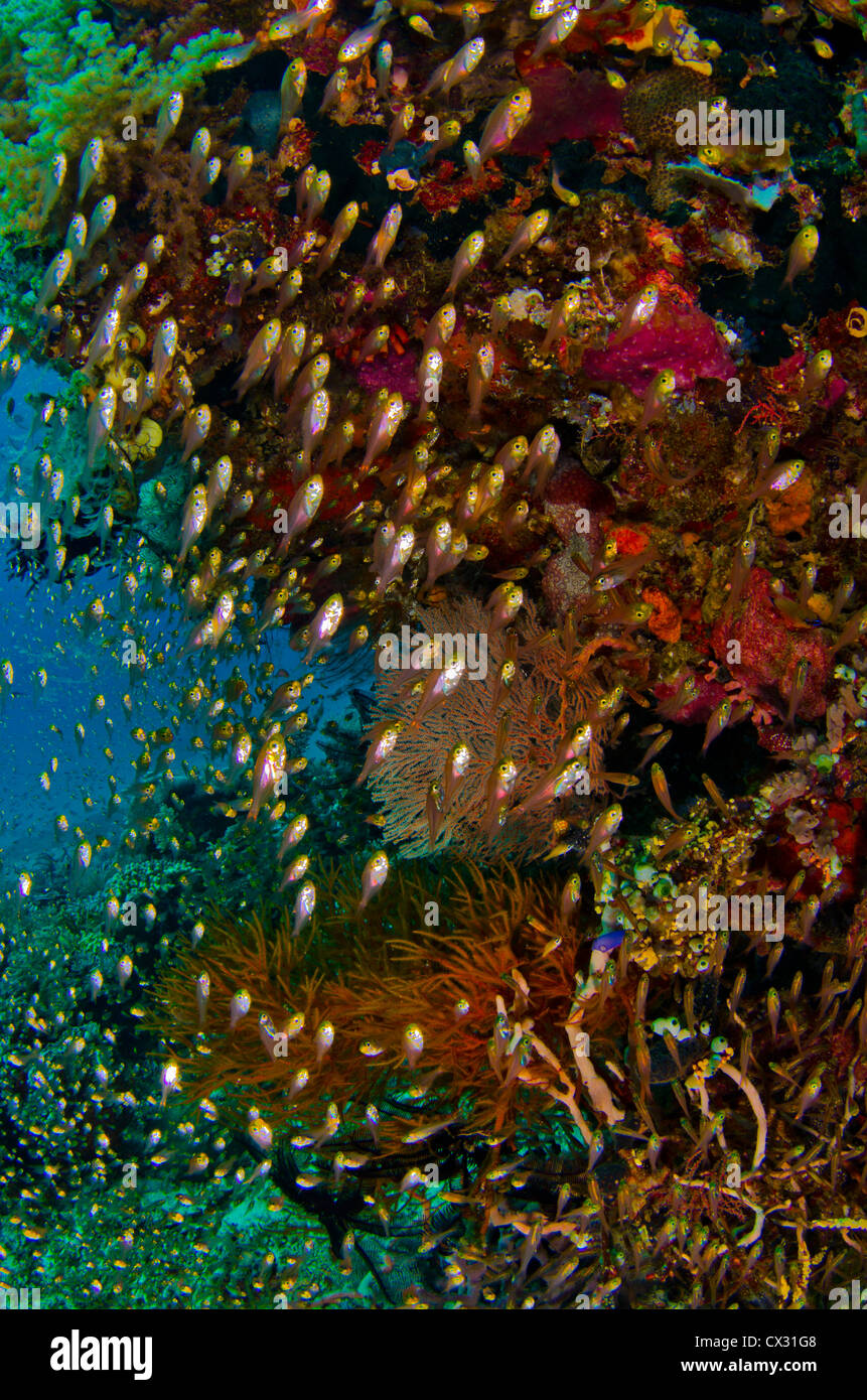 Glasfische im Korallenriff in Komodo, Indonesien, bunt, Korallenriff, blaues Wasser, Ozean, Meer, Tauchen, Tauchen, Unterwasserwelt, Stockfoto