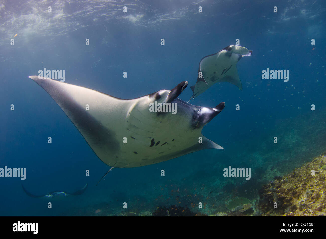 Manta Ray in Komodo, Indonesien, Unterwasser, Tauchen, Tauchen, Ozean, Meer, Blauwasser, Unterwasserwelt, Leben im Meer Stockfoto