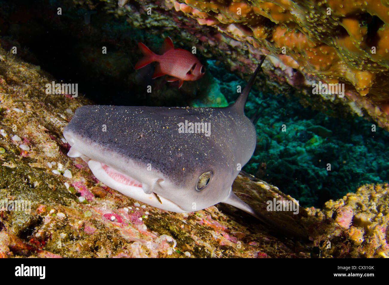 White tip Hai unter Korallen Sims unter Wasser Leben im Meer, Komodo, Indonesien, Ozean, Meer, Tauchen, Tauchen, Unterwasserwelt, Leben im Meer Stockfoto