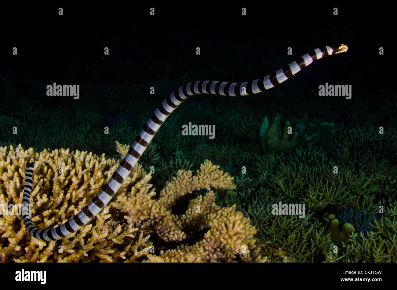 Seeschlange in Komodo, Indonesien, Unterwasser Meerestiere, gefährlich, vergiften, Bewegung, Jagd bei Nacht, Nacht-Tauchgang, dunkel. Stockfoto