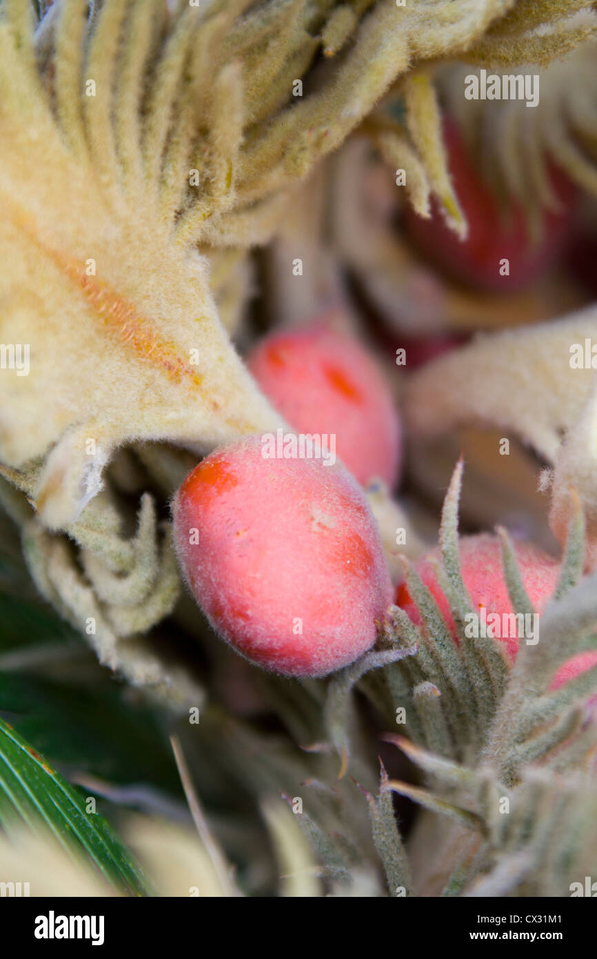 Art Sago Samen, Cycas Revoluta (Sago Cycad); giftig für Tiere Beta-Methylamino-L-Alanin Stockfoto