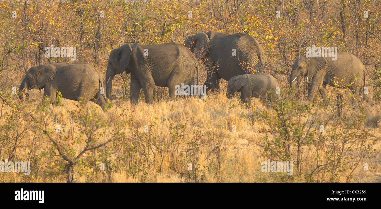 Elefanten im Busch mopani Stockfoto