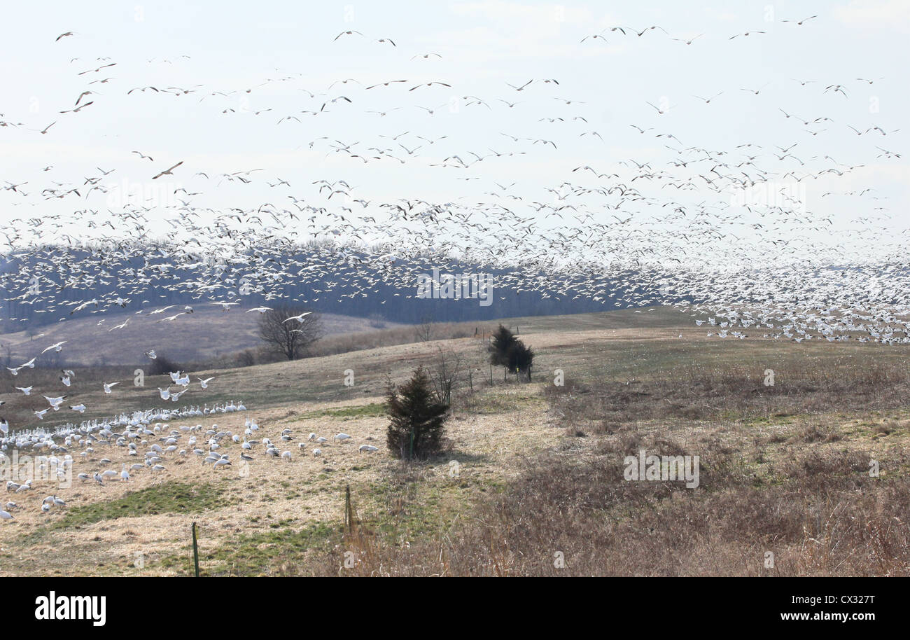 Schneegänse fliegen von einem Feld zum anderen. Stockfoto