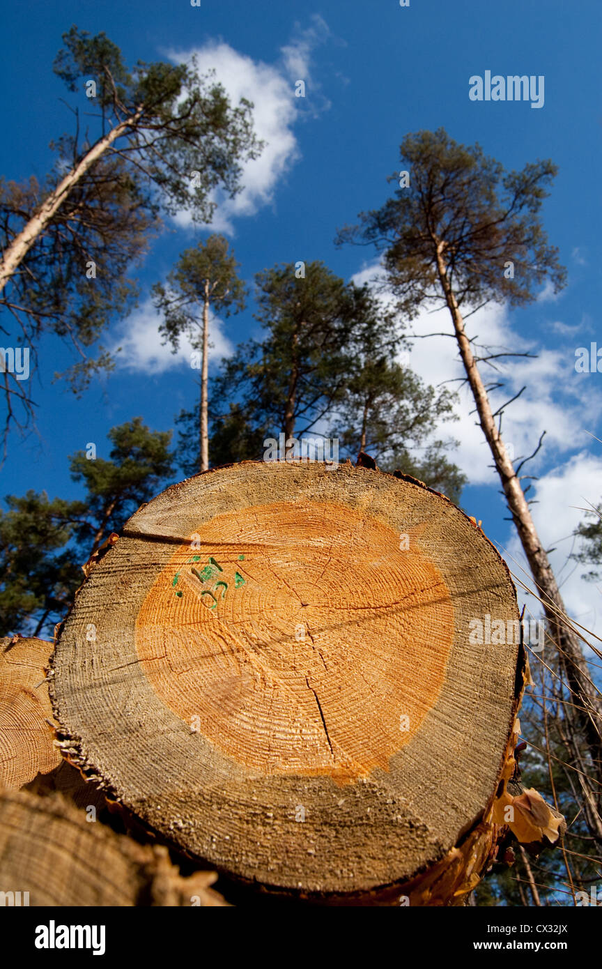 Holzscheite aus ungewöhnlichen Blickwinkel illustrieren solche Umweltproblem als Entwaldung Stockfoto