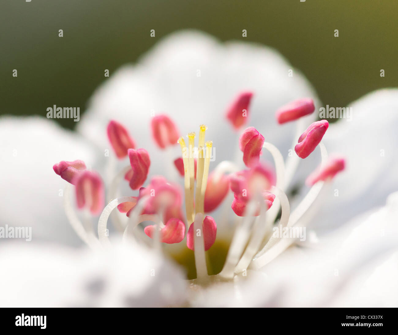 Nahaufnahme einer Blume Birnbaum Stockfoto