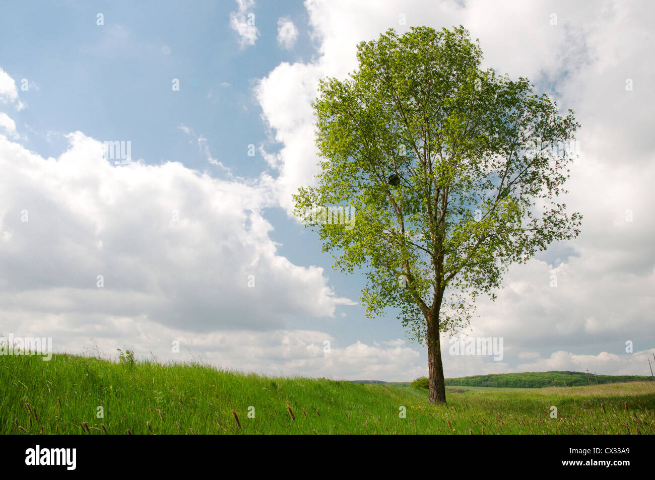 Landschaft mit einem Rasen, Himmel, Wolken und ein einzelner Baum Stockfoto