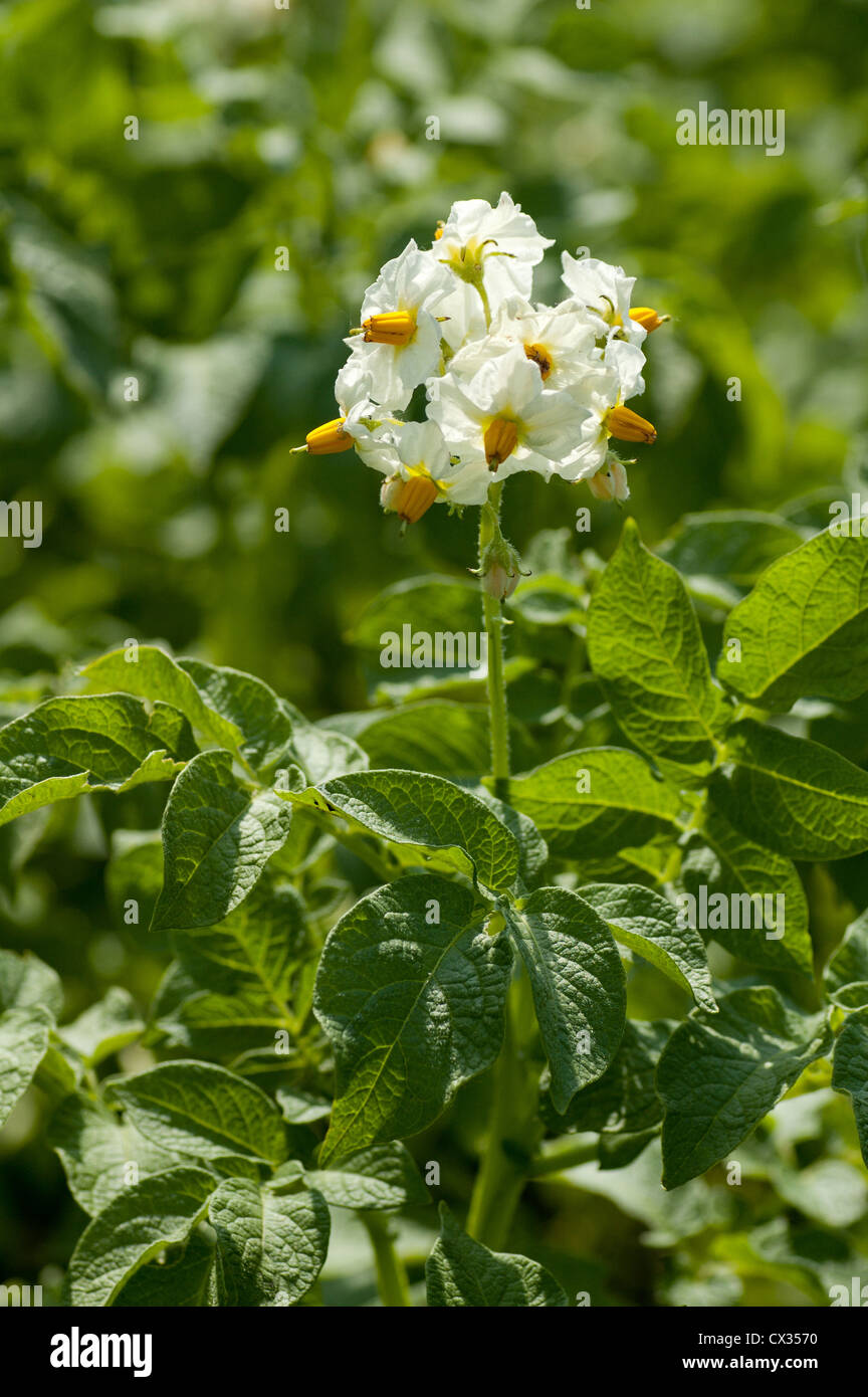 Weiße Kartoffel Blüten über grüne Blätter. Gemüse. Stockfoto