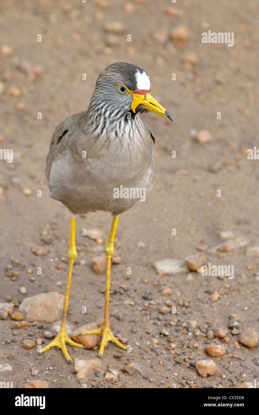 Afrikanische Wattled Kiebitz Stockfoto