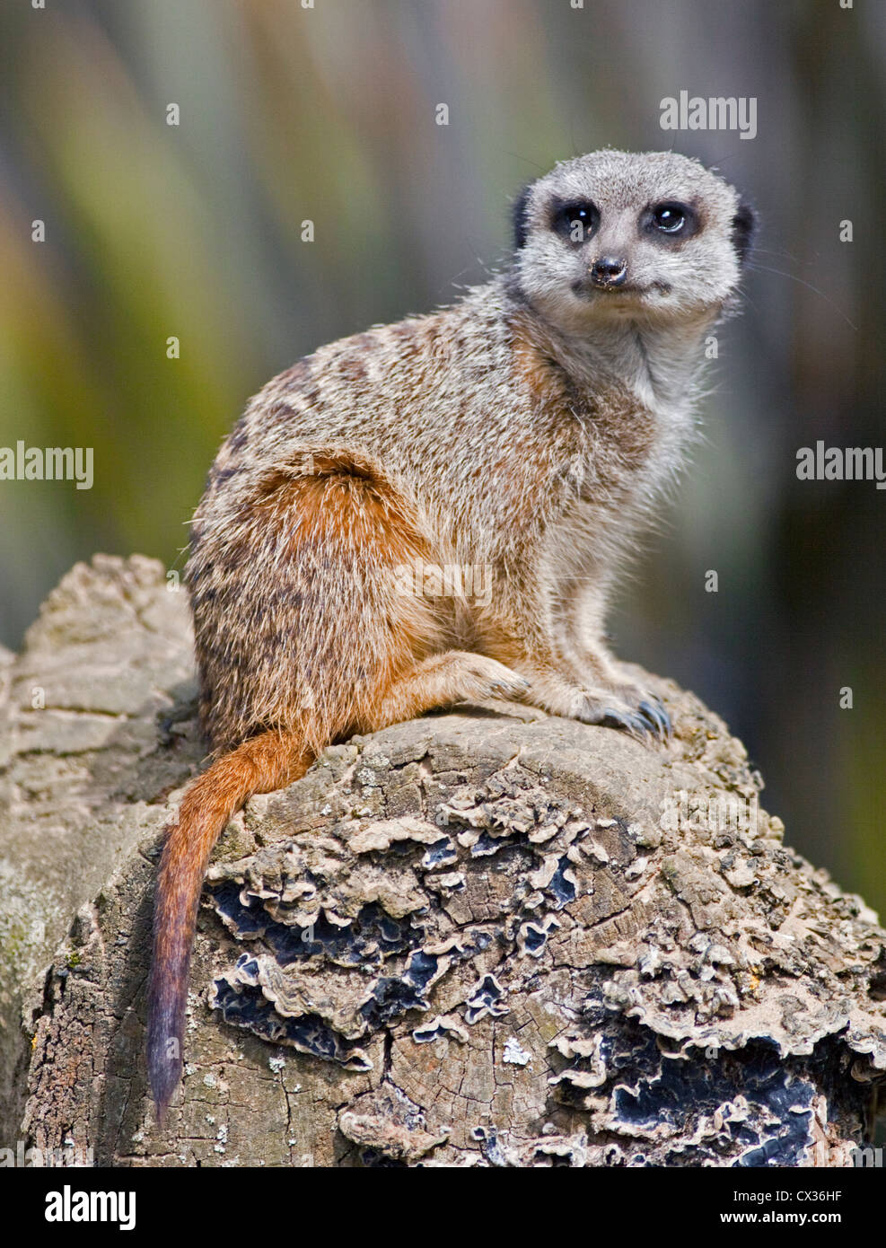 Schlanke Tailed Erdmännchen (Suricata Suricatta) Stockfoto