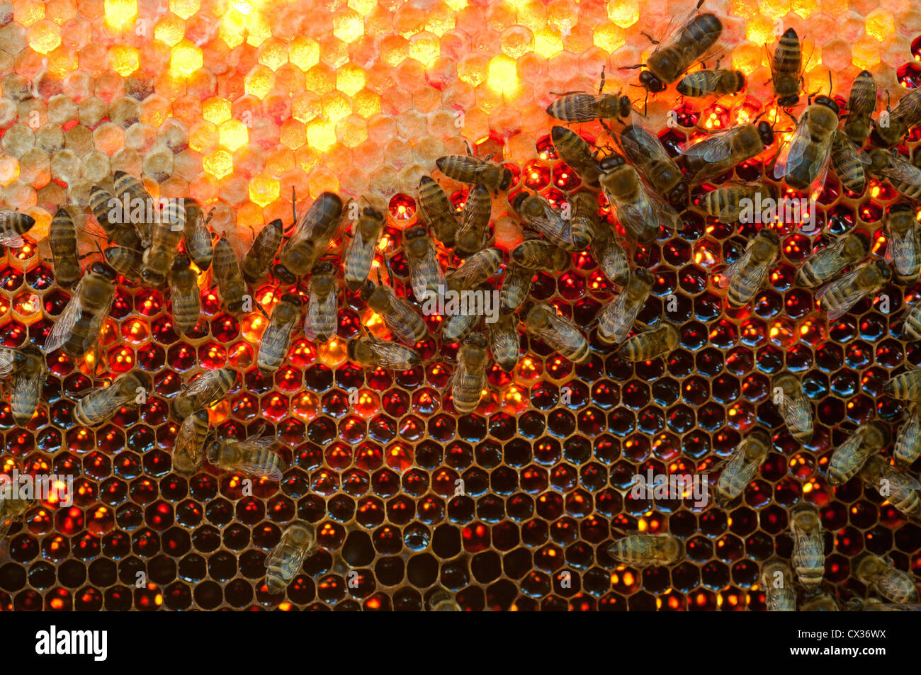 Viele Bienen arbeiten auf Waben mit Honig Stockfoto